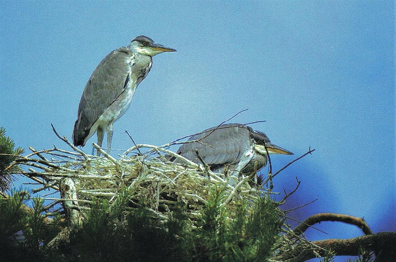 Noclegi Zdzislaw Sieradzki Zbiczno المظهر الخارجي الصورة