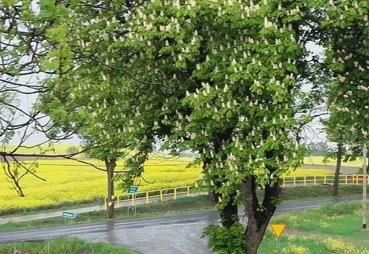 Noclegi Zdzislaw Sieradzki Zbiczno المظهر الخارجي الصورة